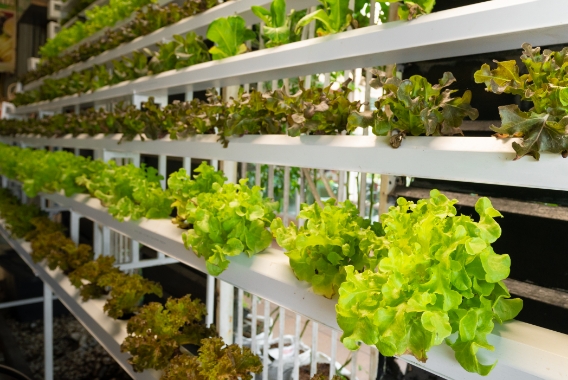 Sustainable Automation: OMRON's Vertical Farming Solution