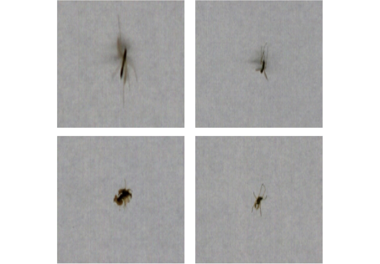 Fig. 4 Image of insect defect