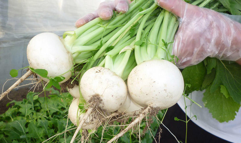 Recycling Food for the Ultimate in Local Production, Local Consumption.