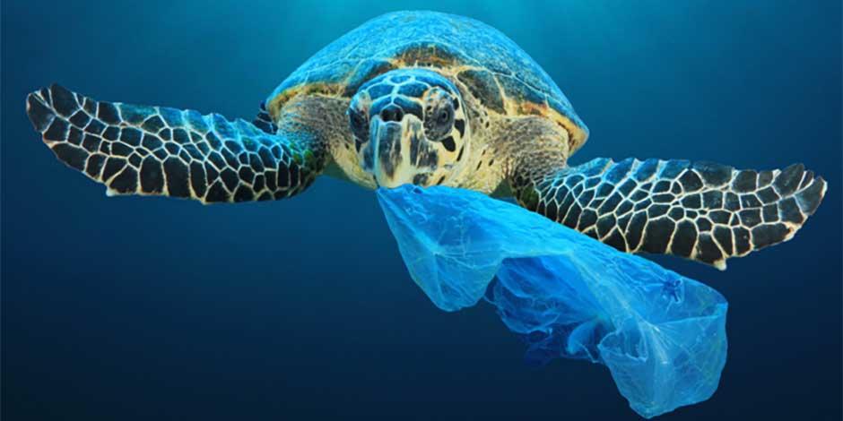 From a Passion to Reduce Marine Plastic Waste was Born an Innovative Packaging Technology