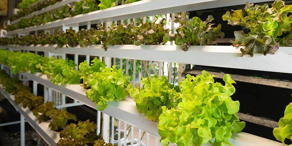 Sustainable Automation: OMRON's Vertical Farming Solution