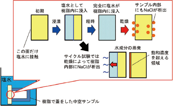 図9　塩水浸入挙動