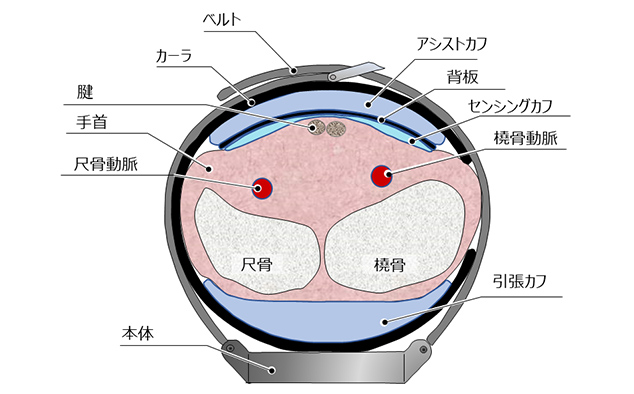 図6　カフ構造の断面図