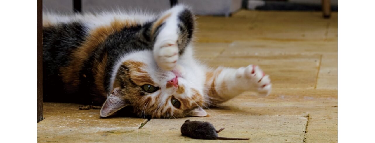 Fig. 1 Should a machine learning model classify this image as a cat or a mouse?