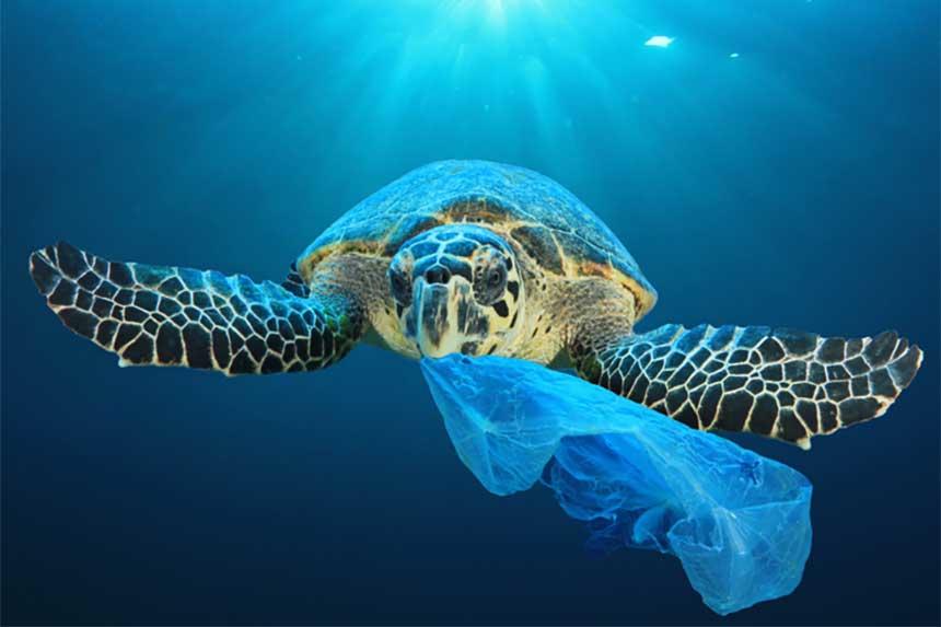 海洋プラスチックごみを減らしたい。その情熱が生んだ包装技術の革新。