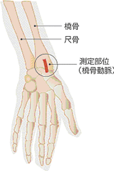 橈骨動脈