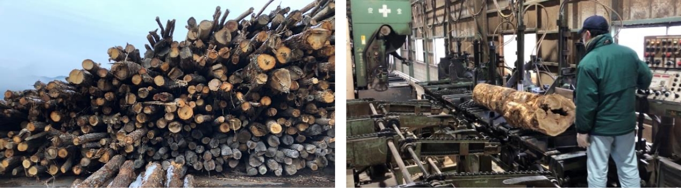 左:バイオマス集積場の選木前の原木／右:選木後の地元製材所での製材作業
